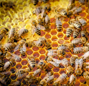 Des abeilles en pleine forme