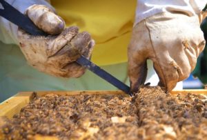 Lutte contre le déclin des abeilles